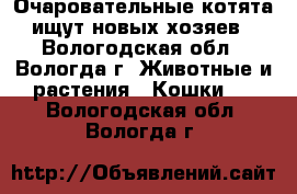 Очаровательные котята ищут новых хозяев - Вологодская обл., Вологда г. Животные и растения » Кошки   . Вологодская обл.,Вологда г.